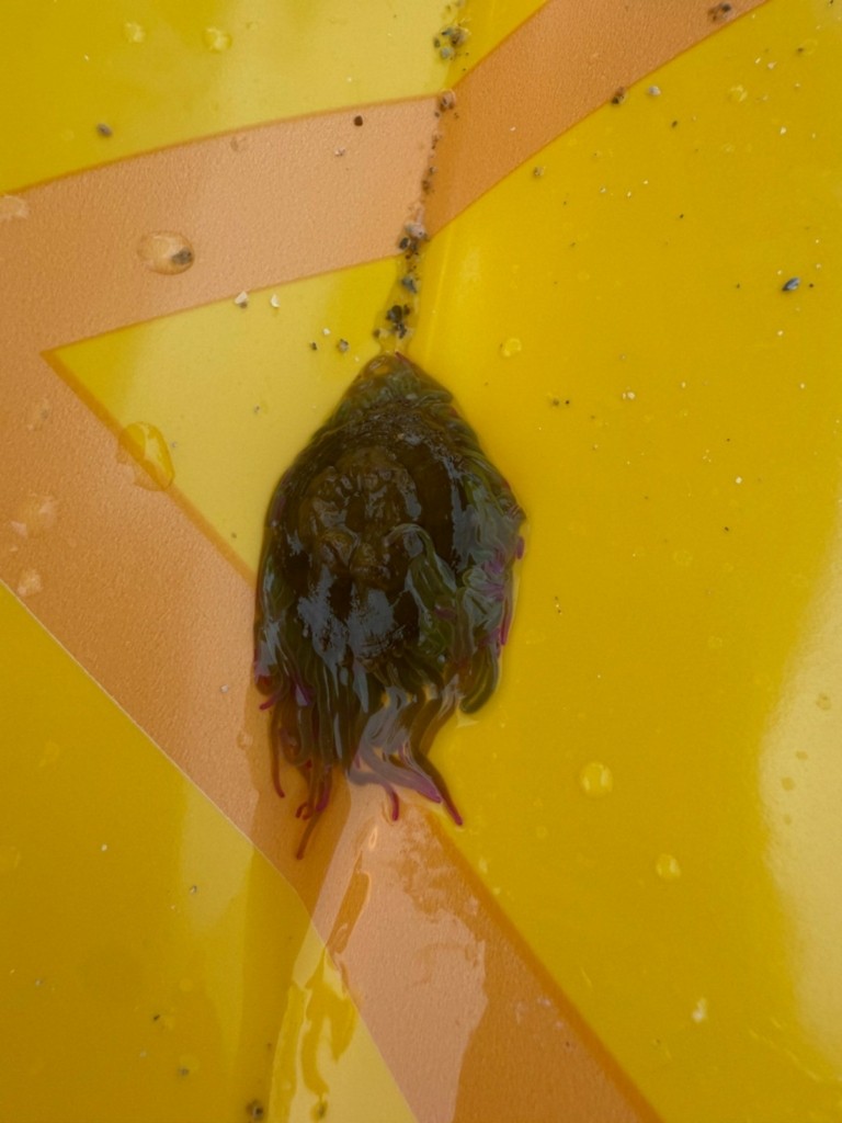 tzia anemoni (1)