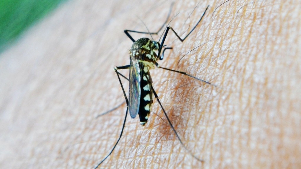 mosquito-new