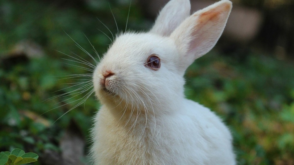 rabbit new