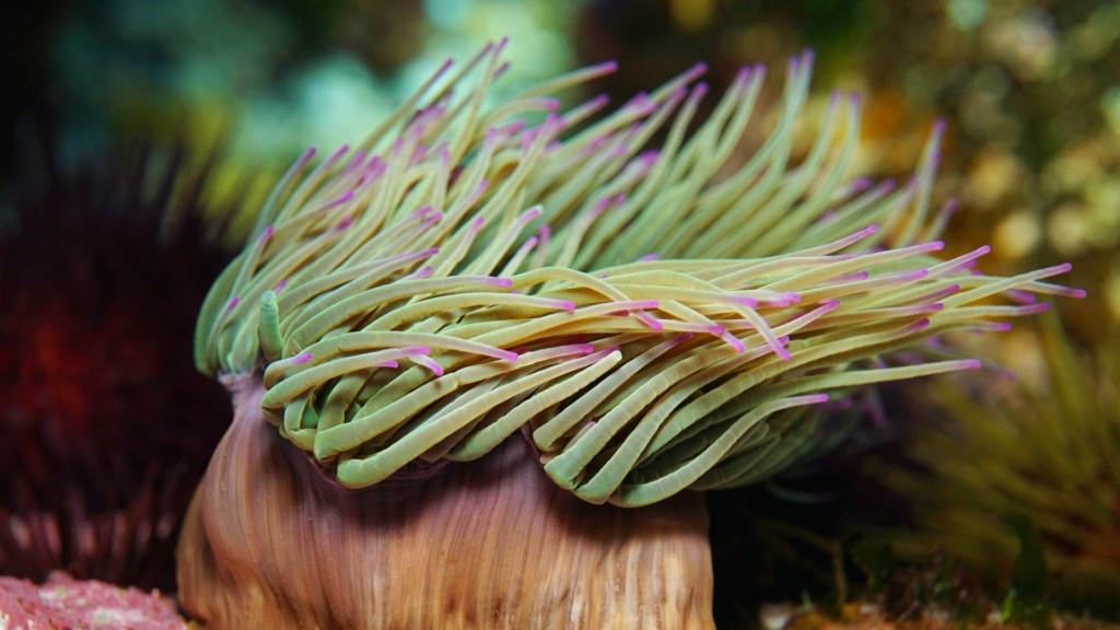 thalassia-anemoni