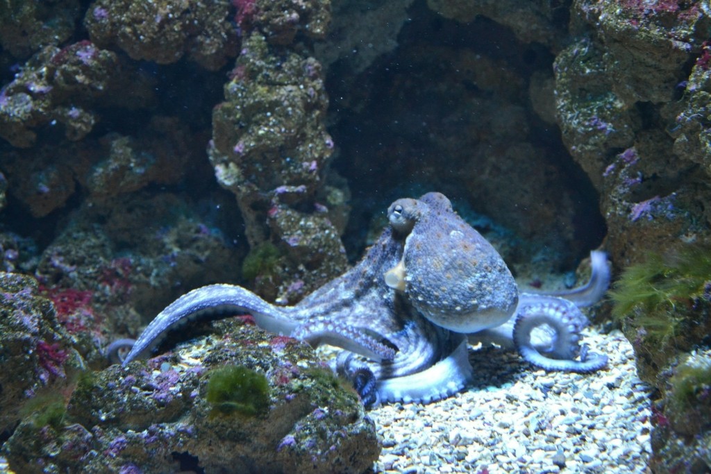 xtapodi