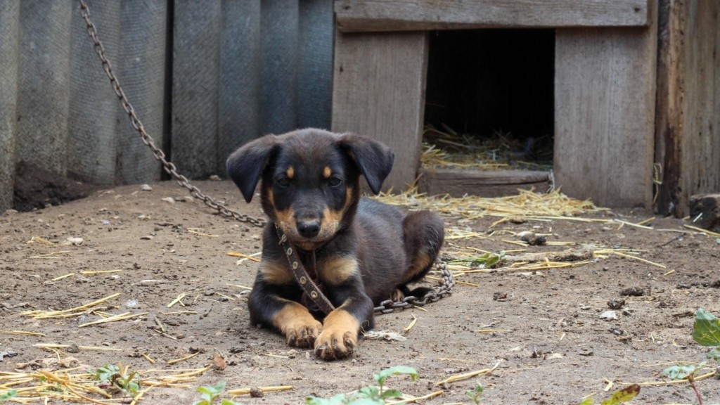 dog_chain_shutterstock