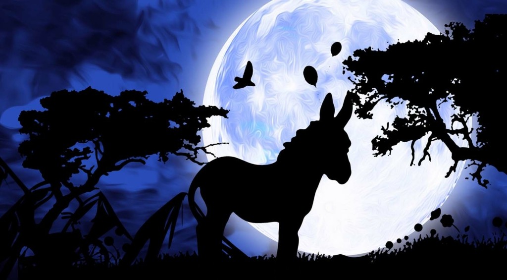 donkey