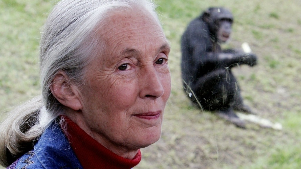 Jane Goodall