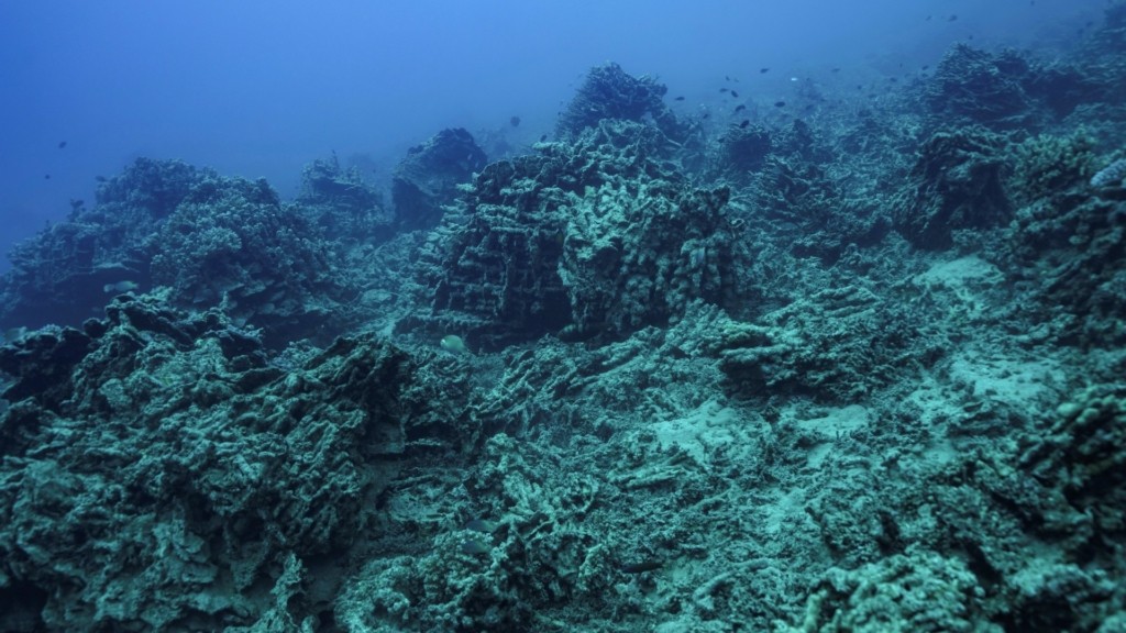 dead_coral_new