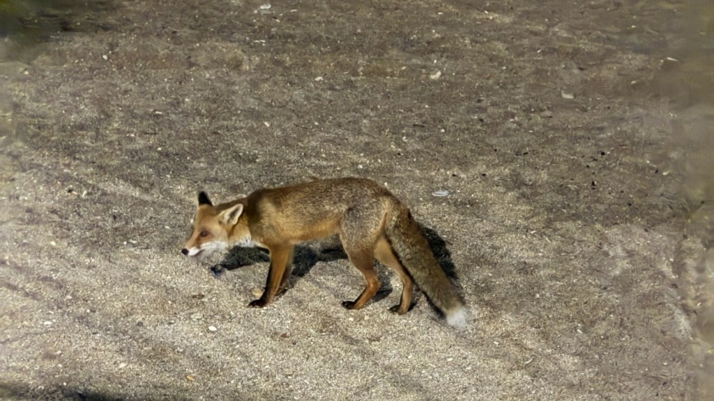 fox_faliro_0