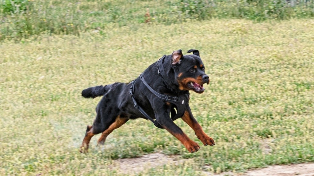rottweiler