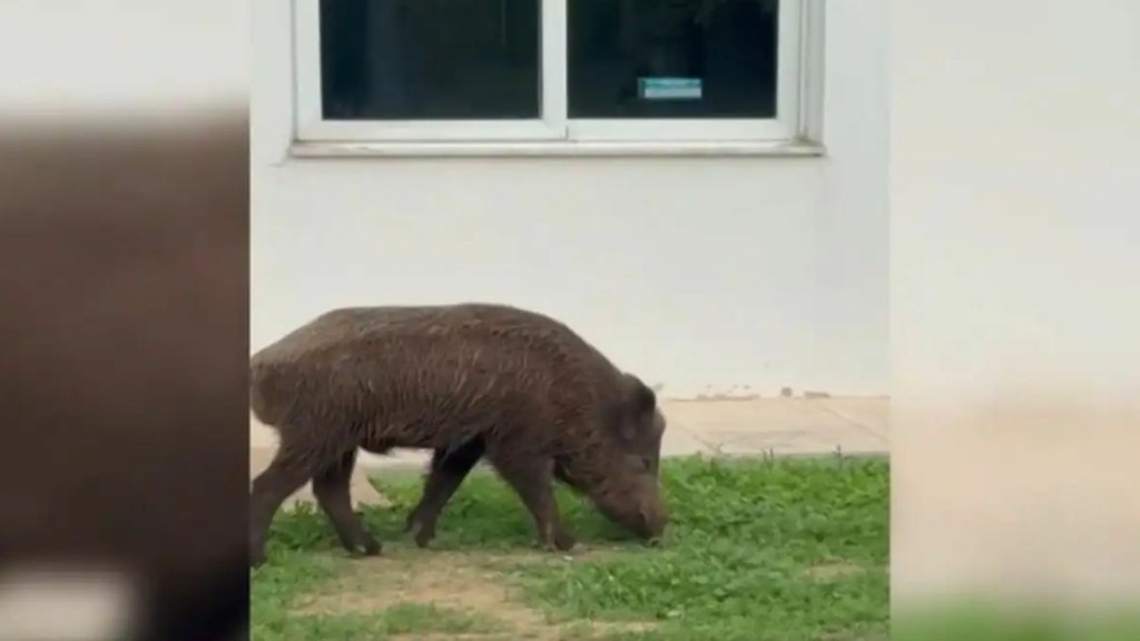 agriogourouna_dafni_