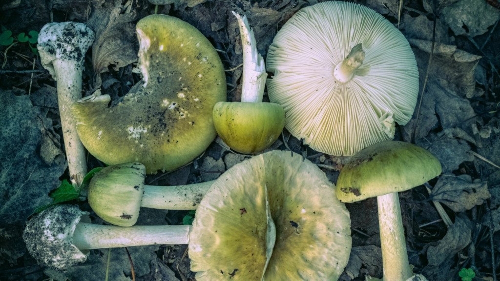 amanitis-manitari-dilitirio-4