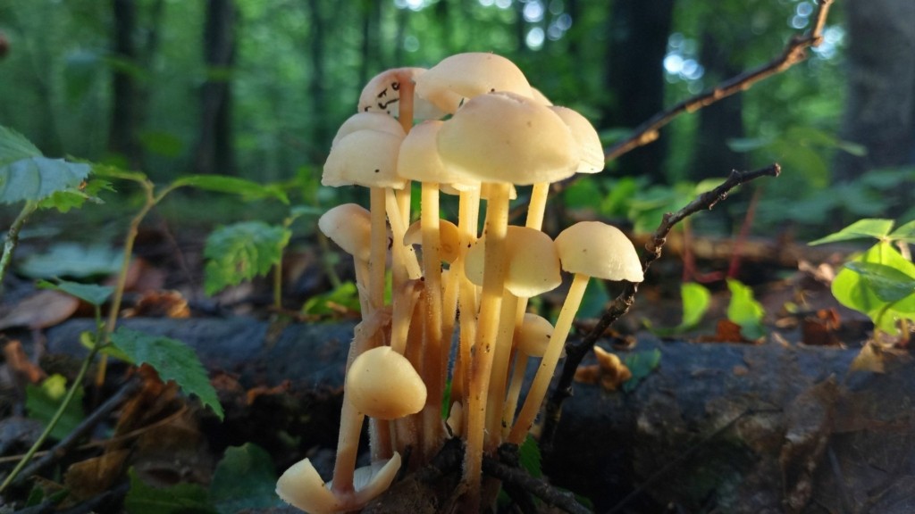 dilitiriodimanitaria