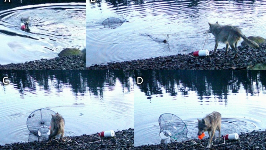 ece372348-fig-0001-m