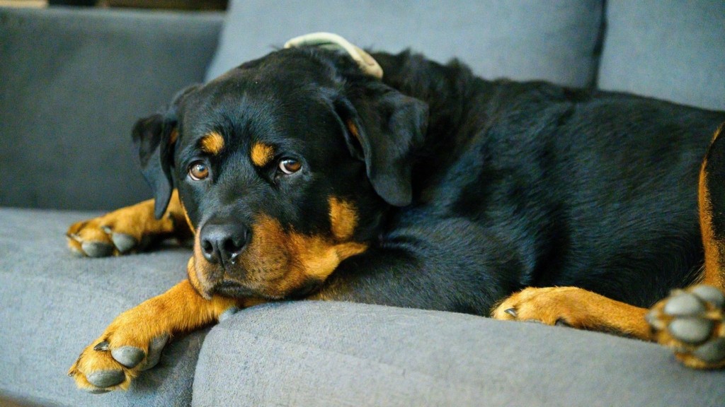 rottweiler_0311_1920-1080_new