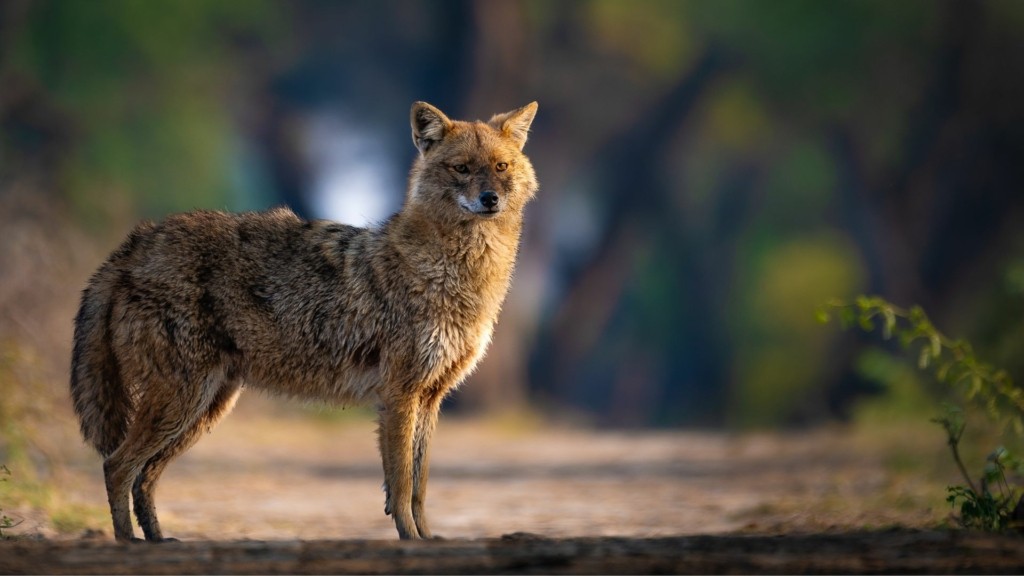 tsakali_shutterstock