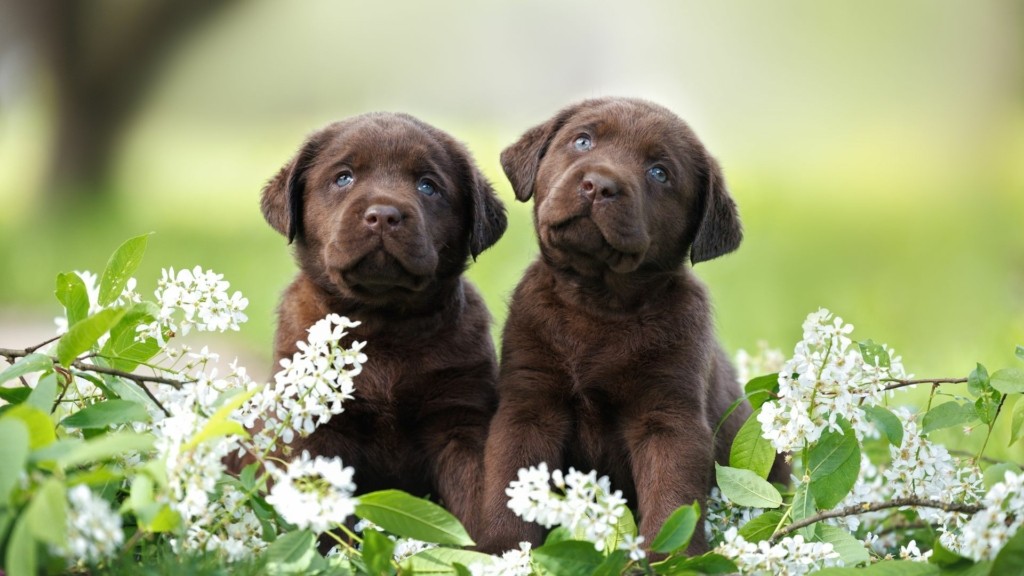 PUPPIES_SHUTTERSTOCK