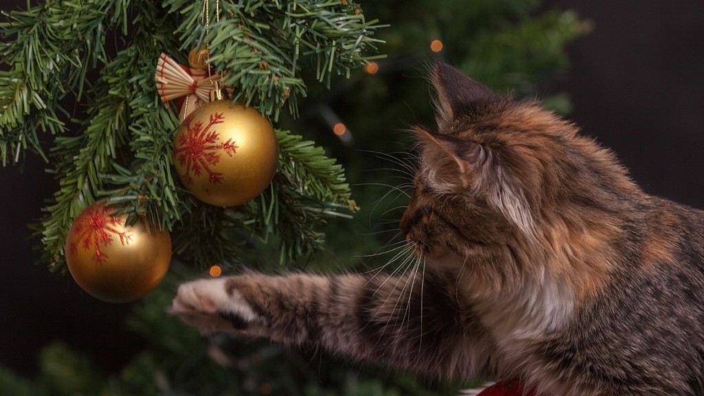 gata-xristougenniatiko-dentro