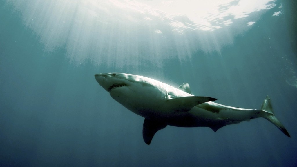 megalos-lefkos-karxarias