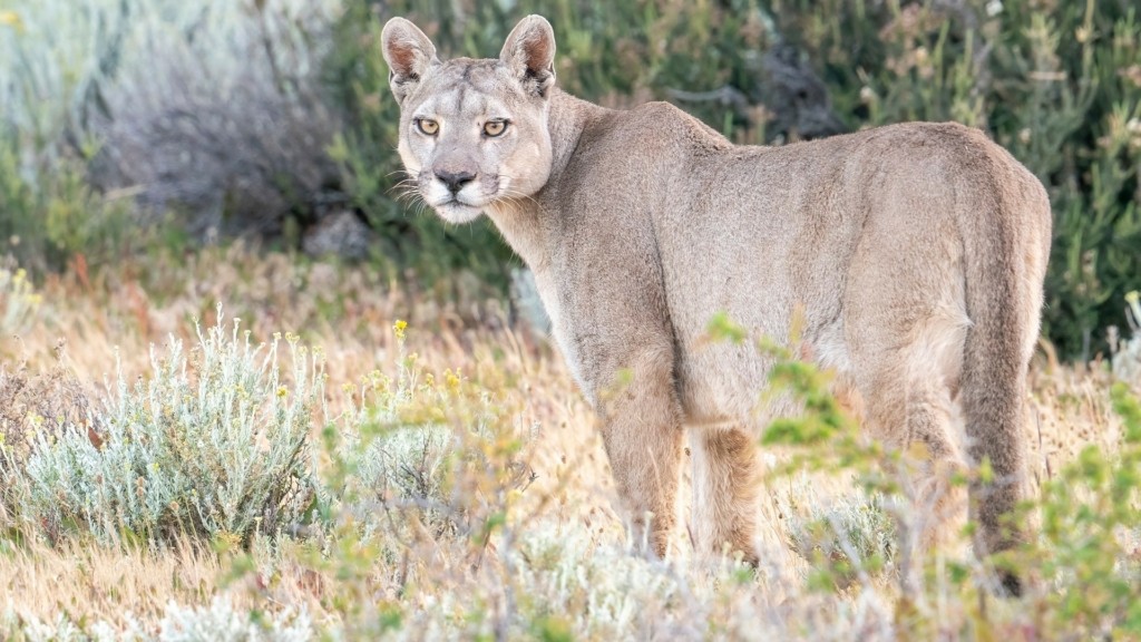 patagonia_puma_1912_1920-1080_new