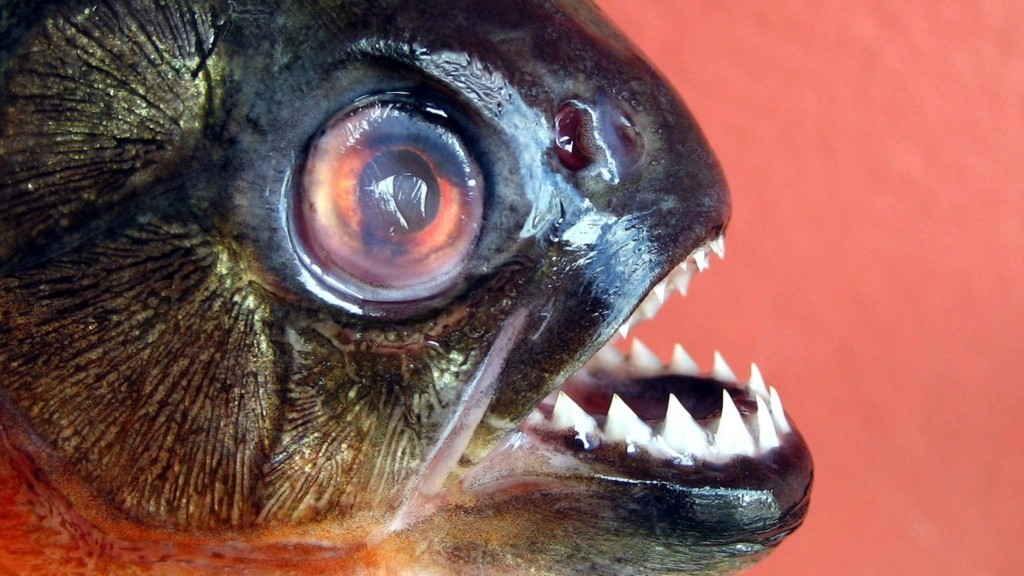 piranha_new