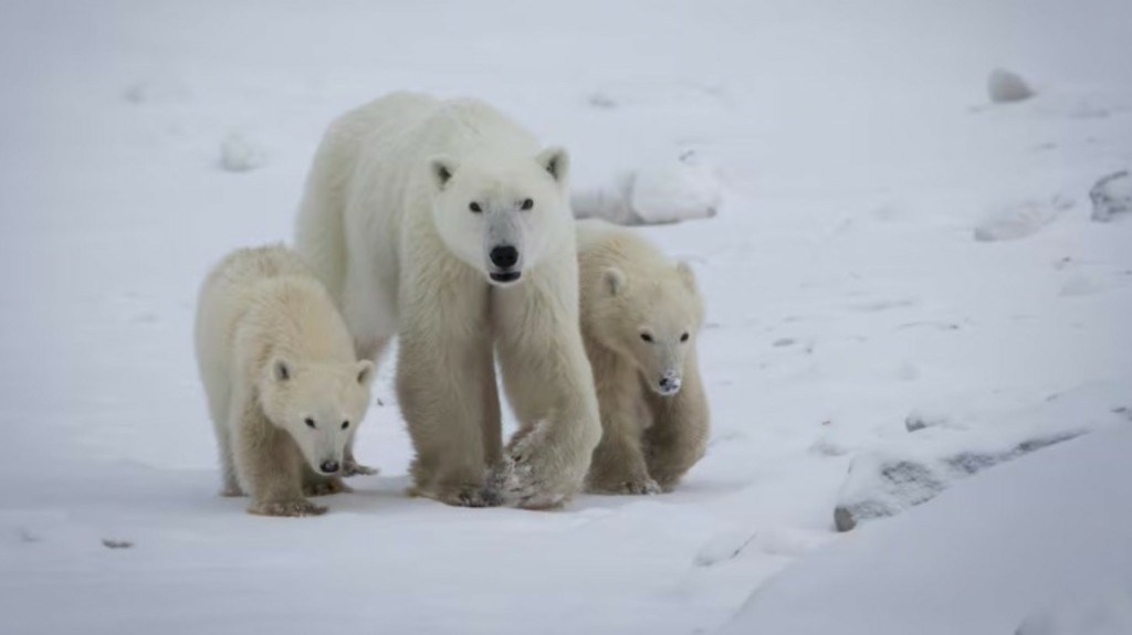 polar bears