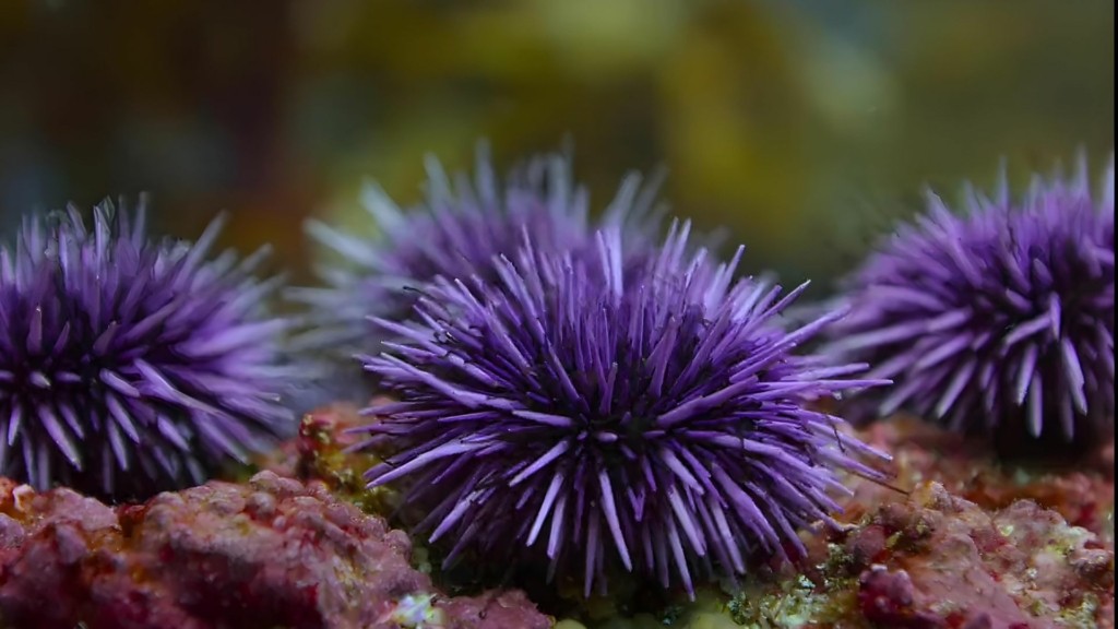 violeti-thalassia-anemwni