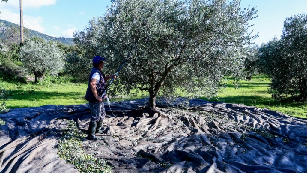 elies mazema 88- new