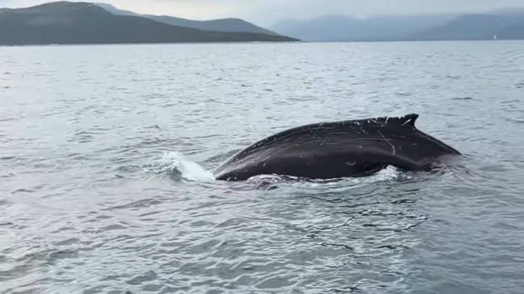 falaina_pagasitikos_new