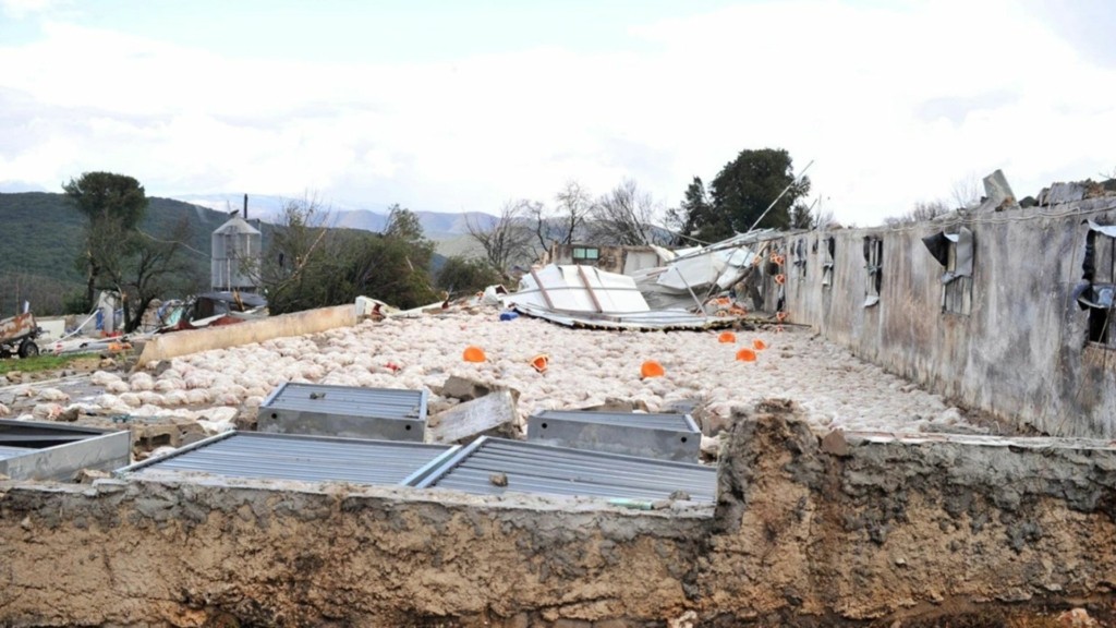 kotopoula anemostrobilos kalpaki – new