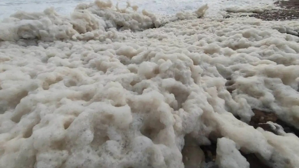 palaioxora xanion new