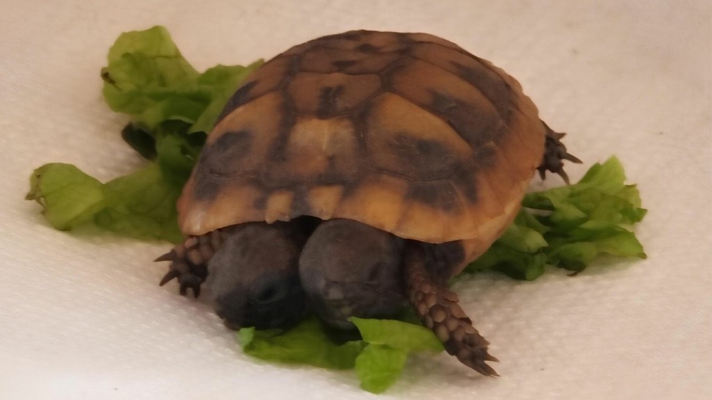 xelona-dikefali-valtos-amfiloxias