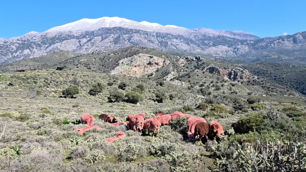Kokkina-provata-kriti