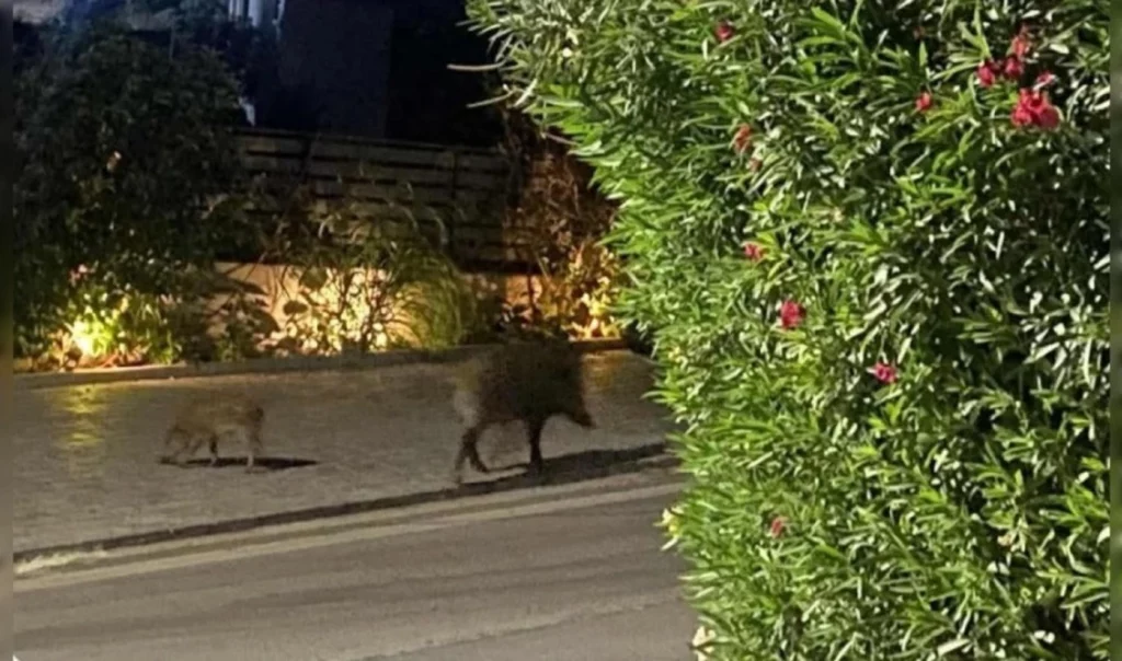 agriogourouna-rafina-leoforos-marathonos