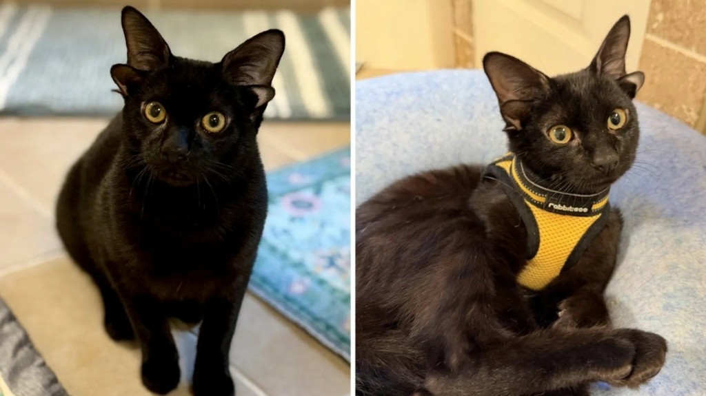 Copy-of-New-Split-Pic-Template-2026-02-17T094627.049