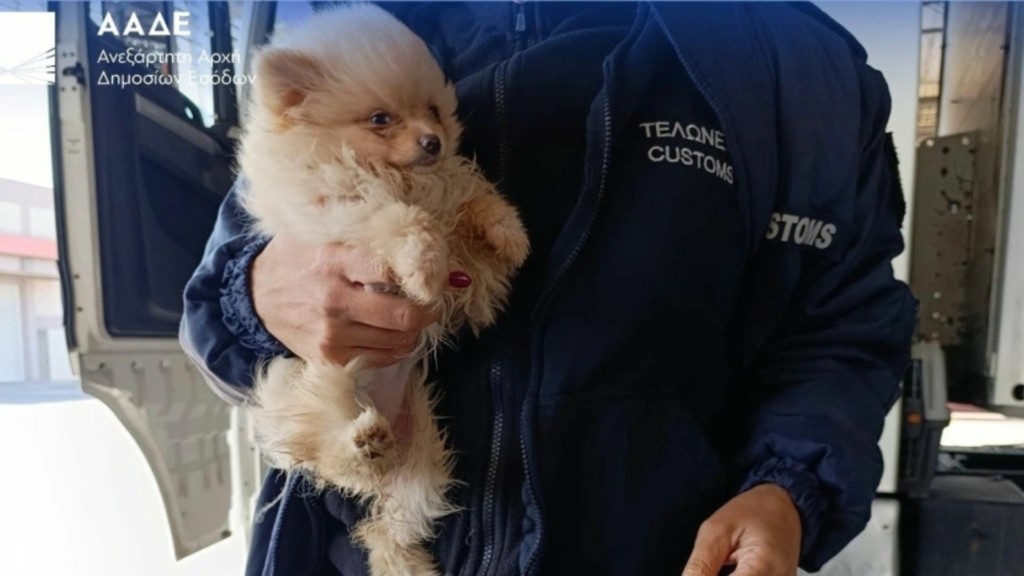 elvis skilos aade- new