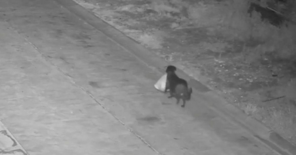 skylos katharizei (1)