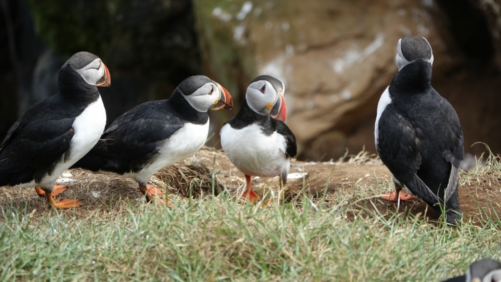 thalassioi papagaloi oyalia – new