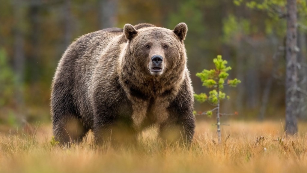 bear_shutterstock