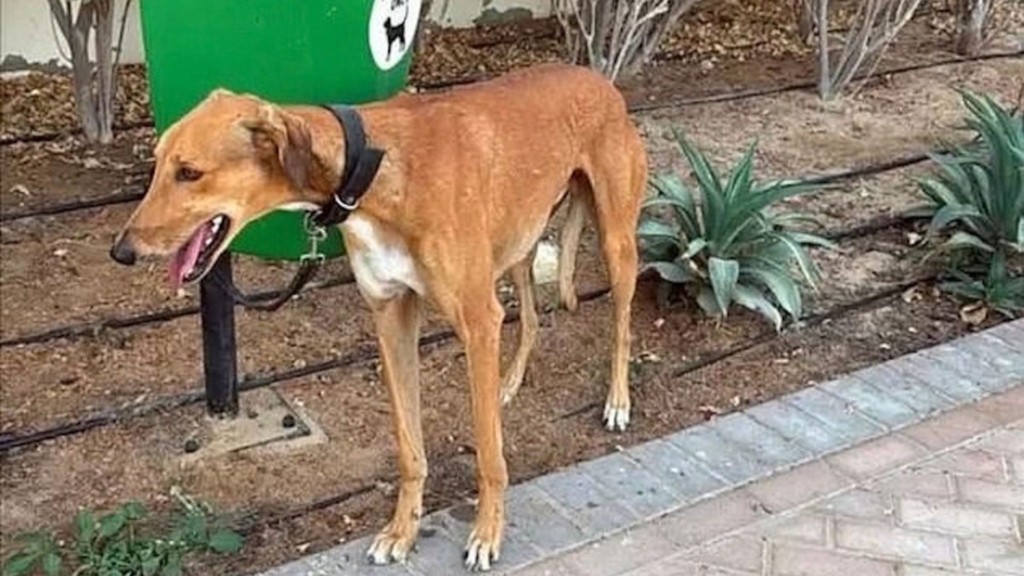 dubai skilos 99- new