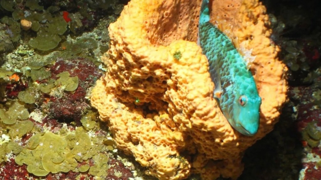 karaiviki spania eidi 99- new