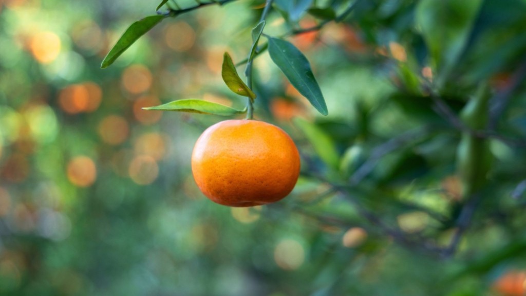 nerantzi_shutterstock