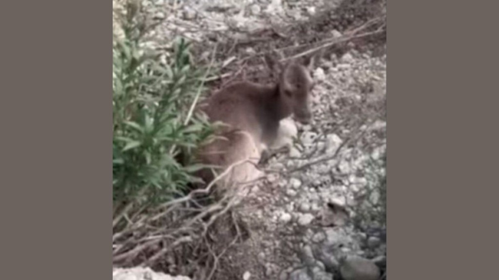 rodos-diaswsi-elafinas