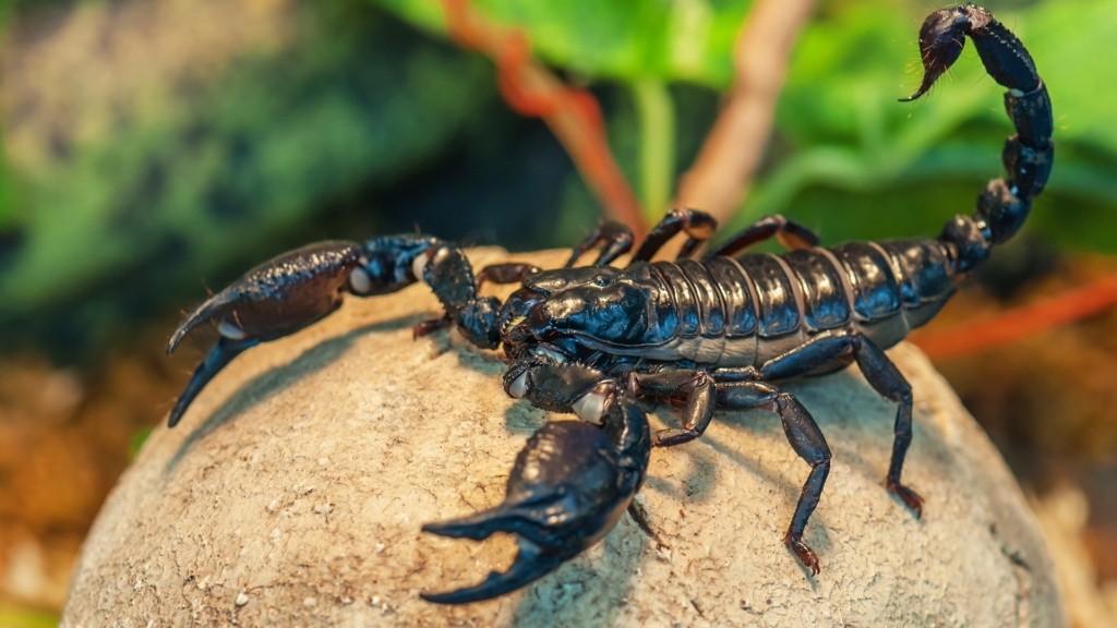 skorpios_0903_1920-1080_new