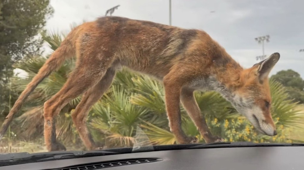 alepou_palaio_faliro_new