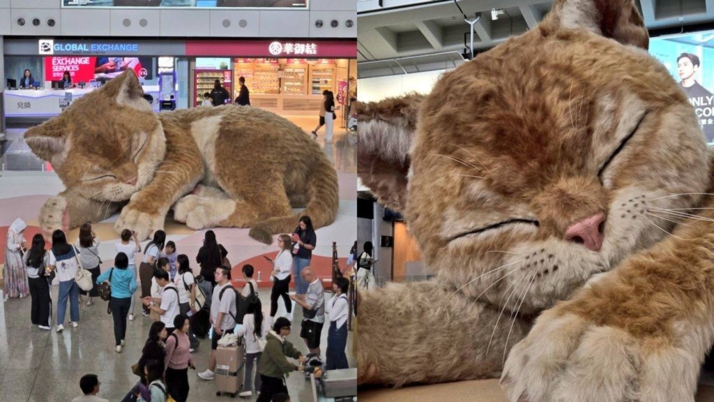 china-cat-airport