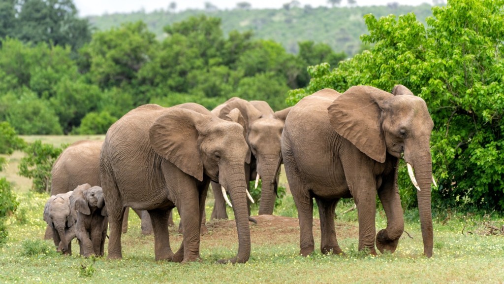 elephants