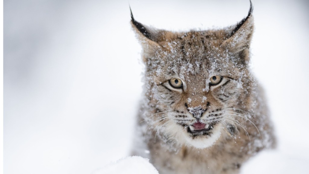 eurasian-lynx-1