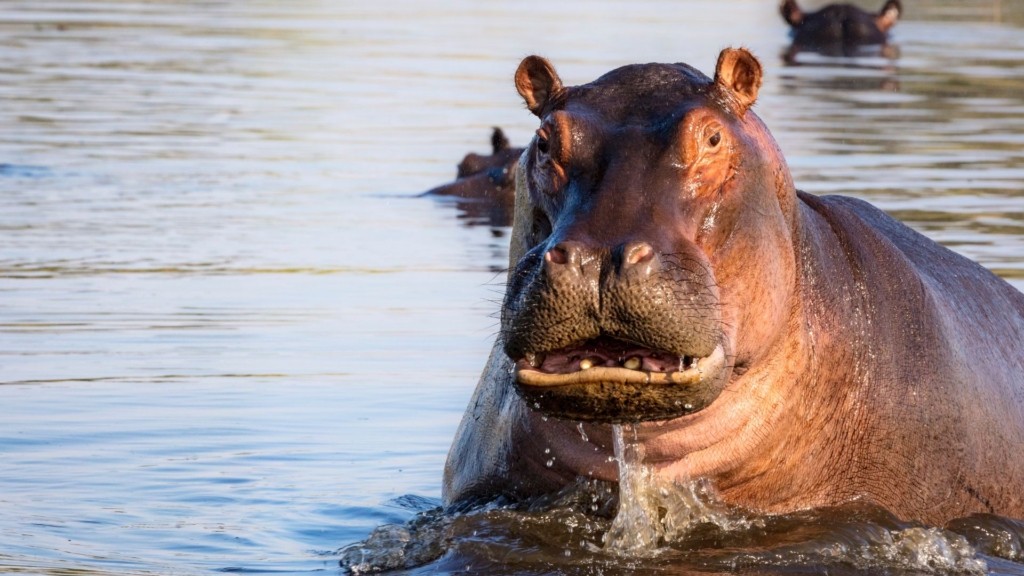ippopotamos