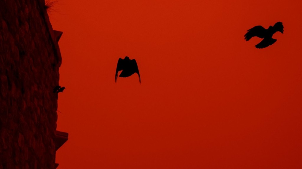 iraklio_afrikanikiskoni