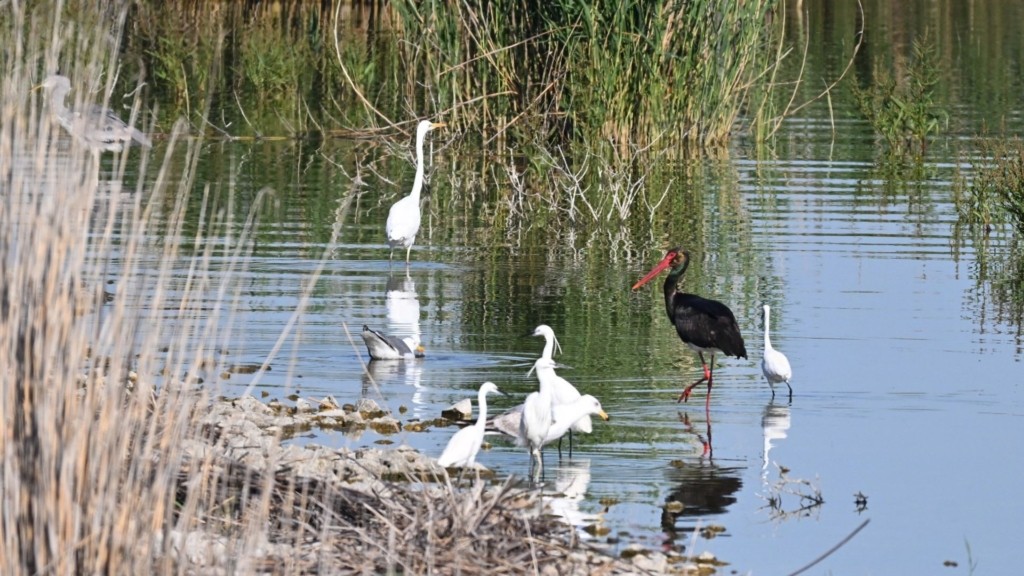 mavropelargos_kentriki