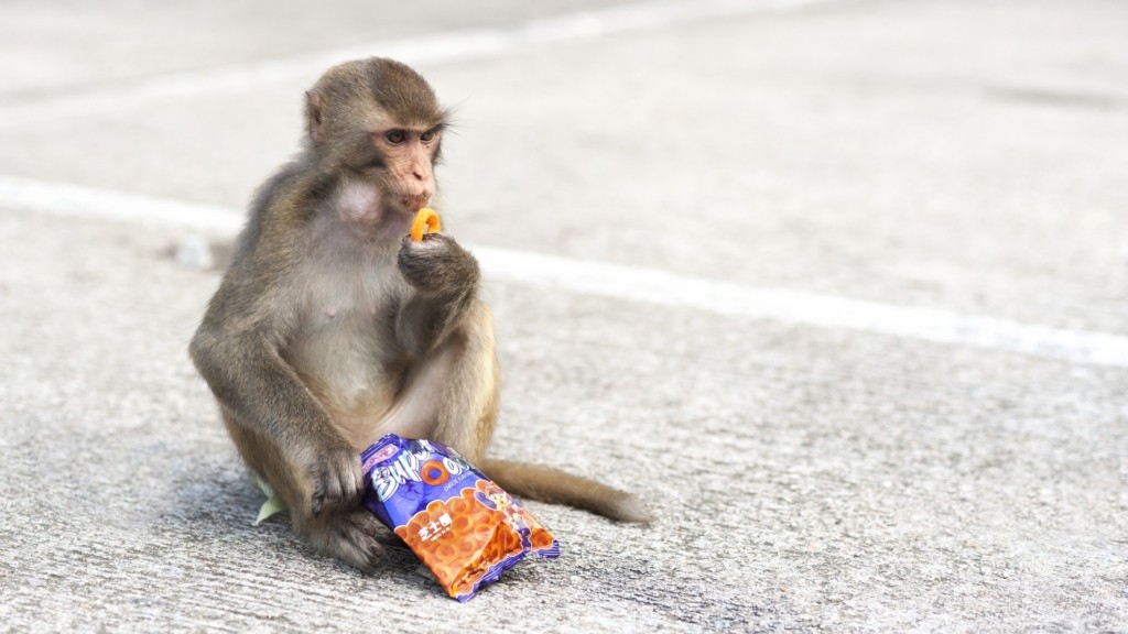 monkey-snack