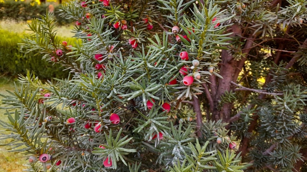 taxus-baccata_itamos_0104_1920-1080_new